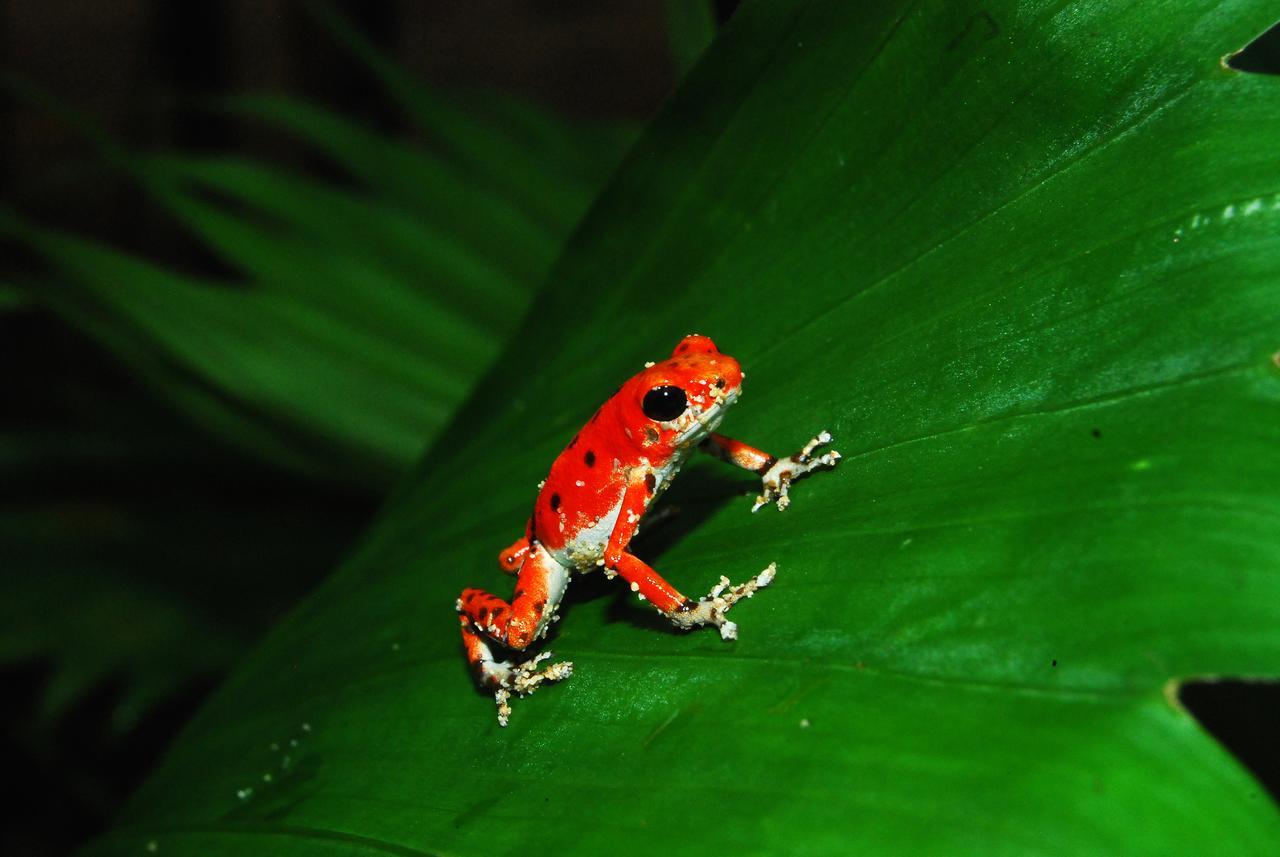 Red Frog Bungalows Surf Resort Bastimentos Ngoại thất bức ảnh